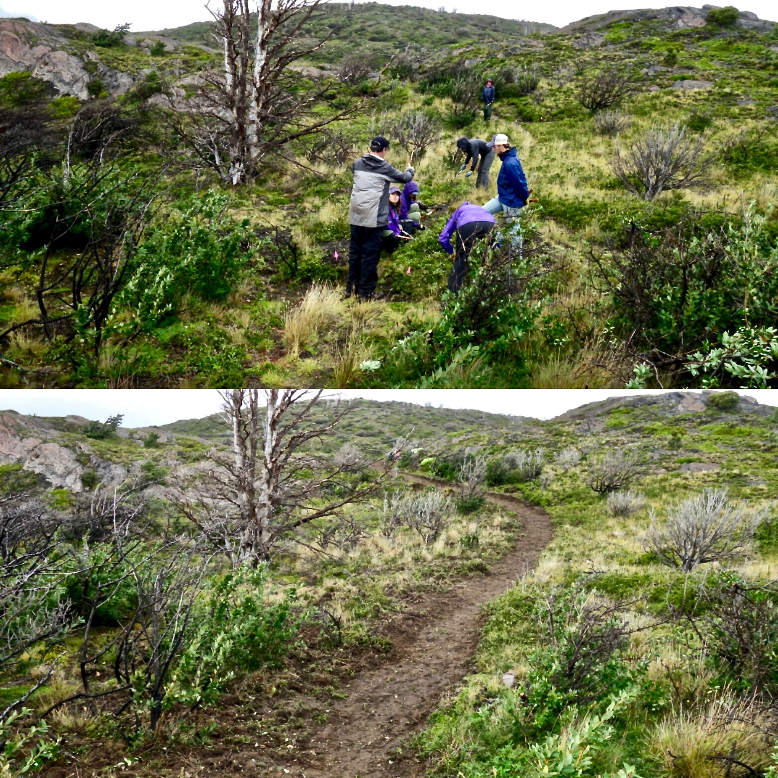 Before and after new trail construction. Photo: Eric Lee